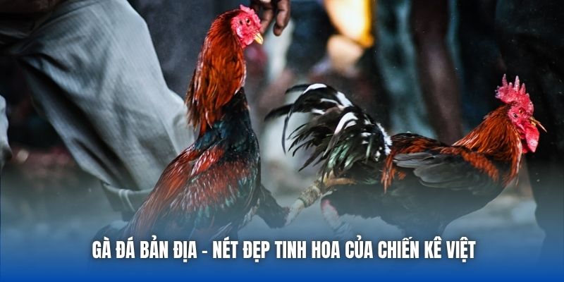 Gà Đá Bản Địa | Nét Đẹp Tinh Hoa Của Chiến Kê Việt