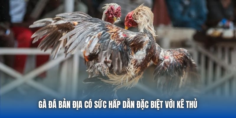 Gà đá bản địa có sức hấp dẫn đặc biệt với kê thủ