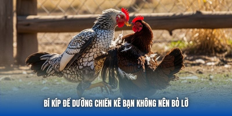 Bí kíp để dưỡng chiến kê bạn không nên bỏ lỡ