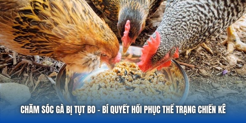 Chăm Sóc Gà Bị Tụt Bo - Bí Quyết Hồi Phục Thể Trạng Chiến Kê
